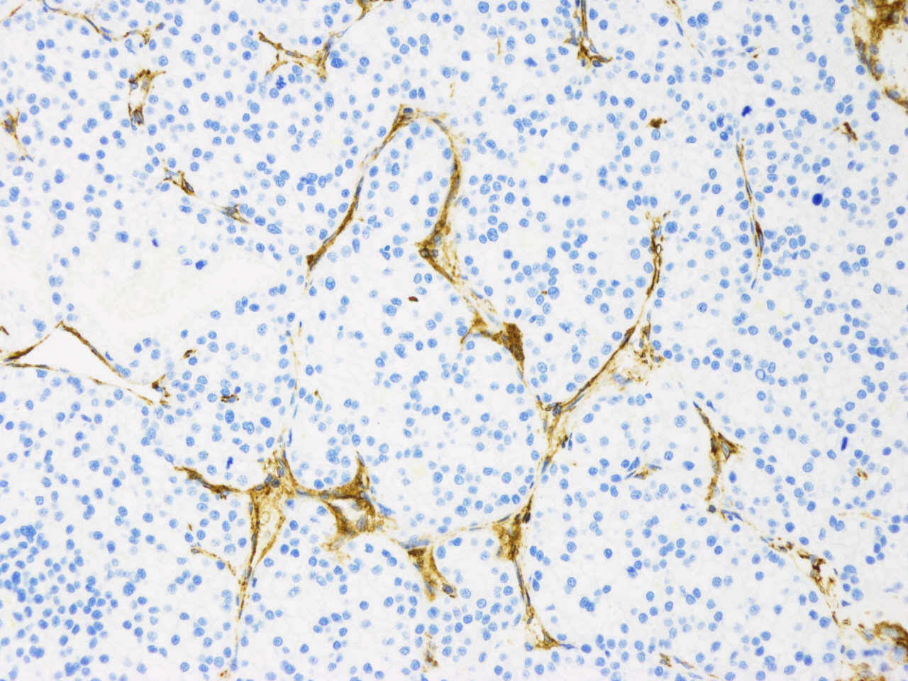 CD90 Antibody