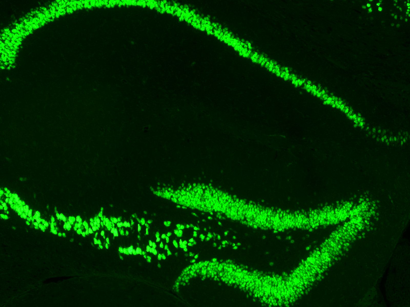 NeuN Antibody 