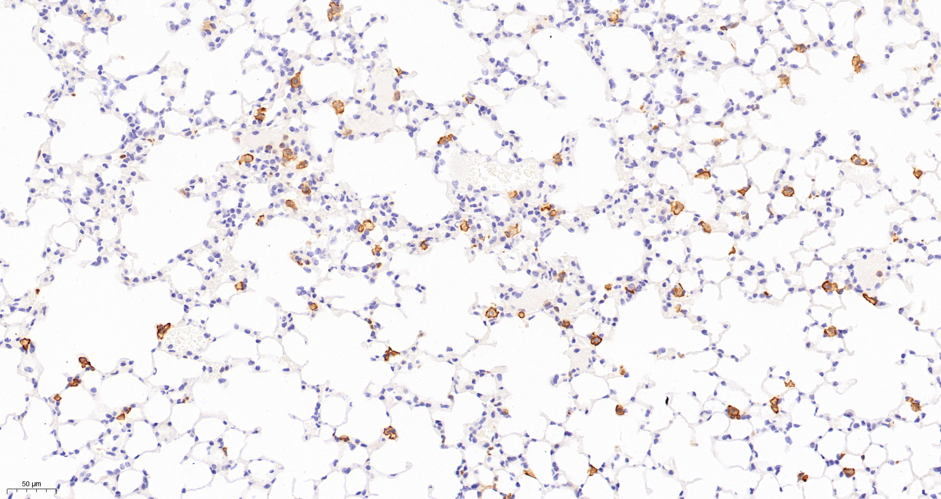 CD11c Antibody