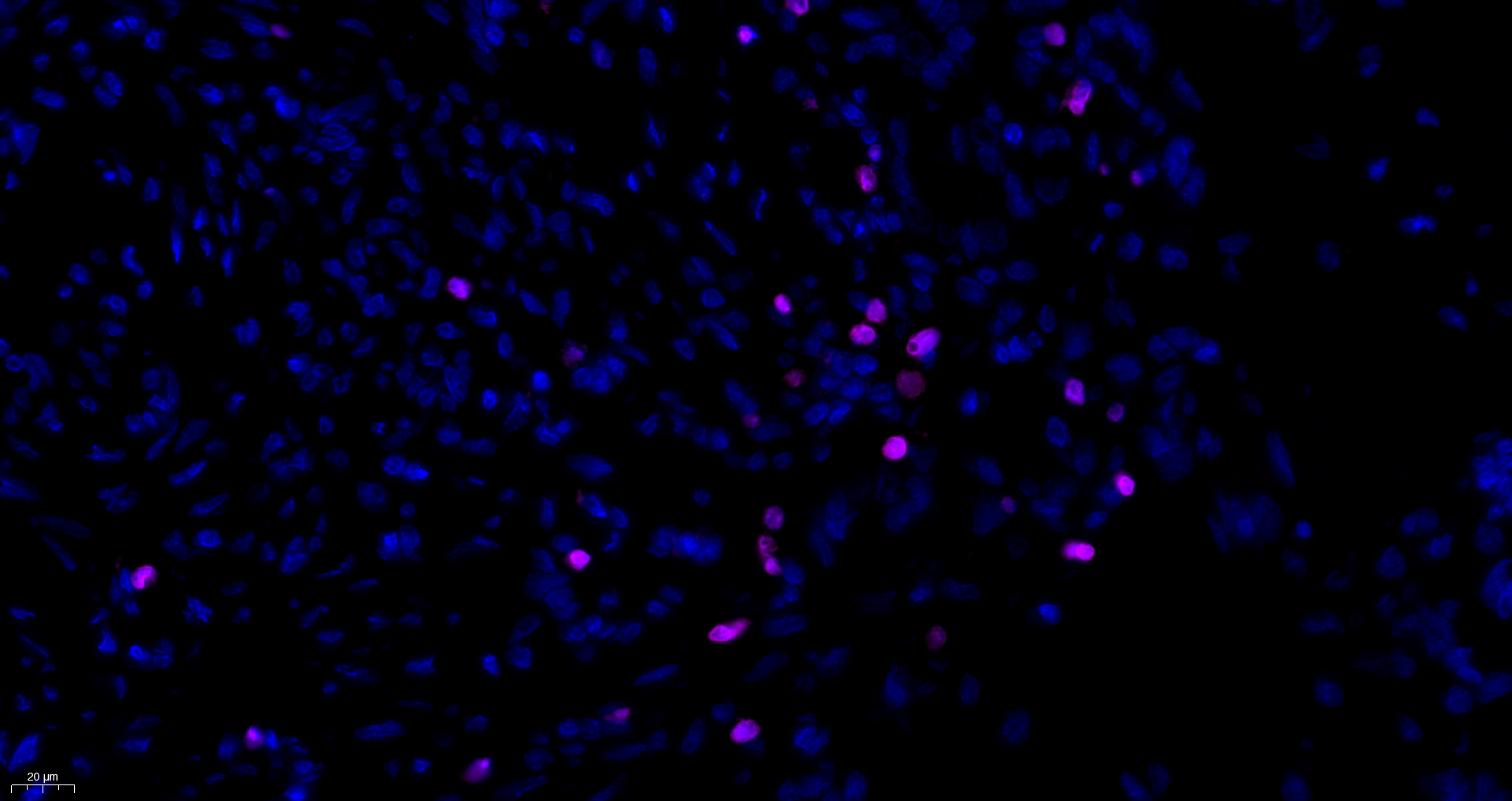 FOXP3 Antibody