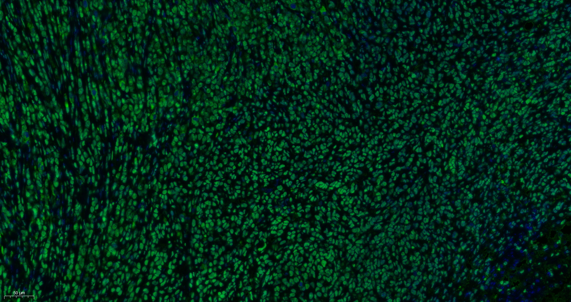 HMGB1 Antibody