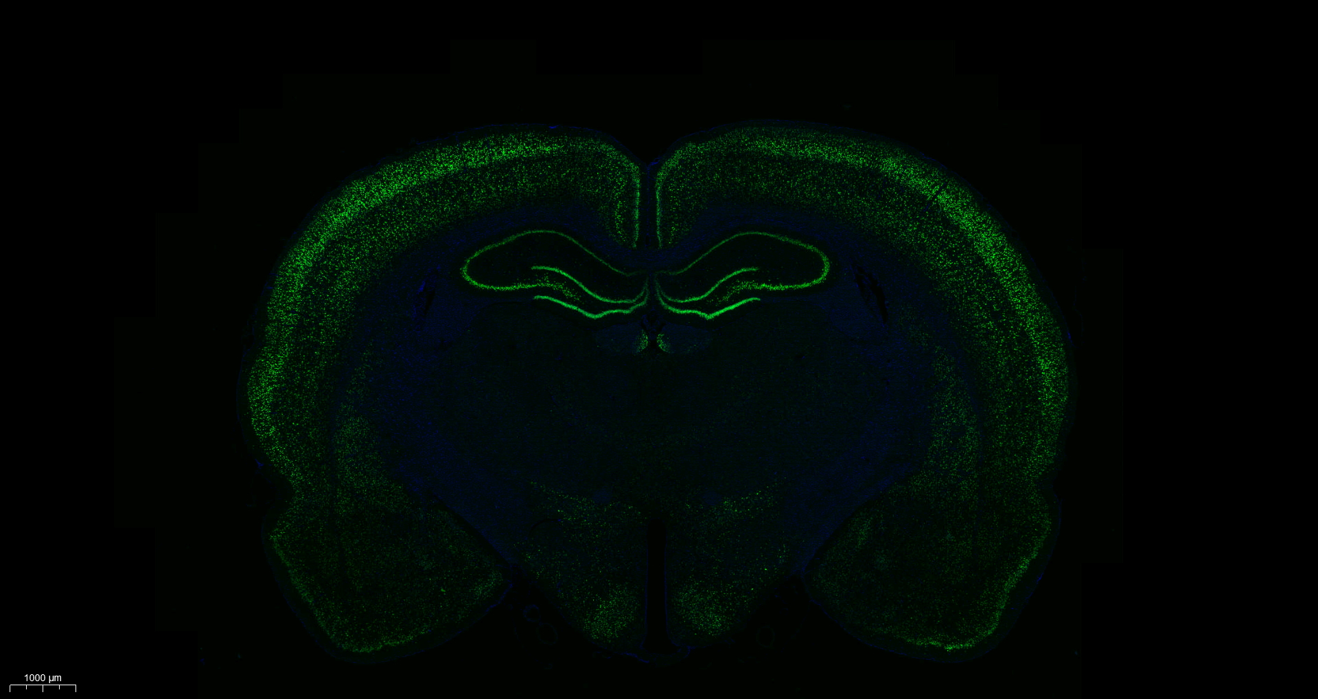 NeuN Antibody 