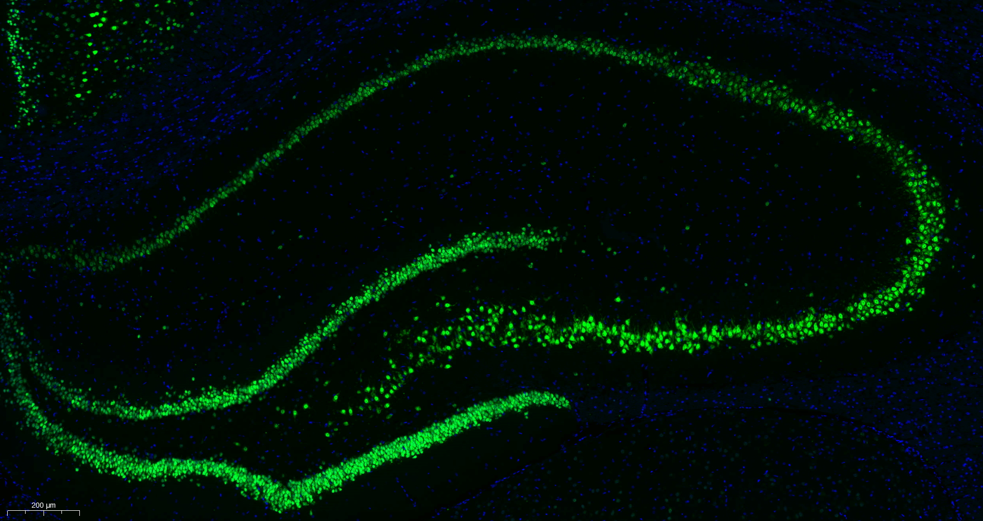 NeuN Antibody 