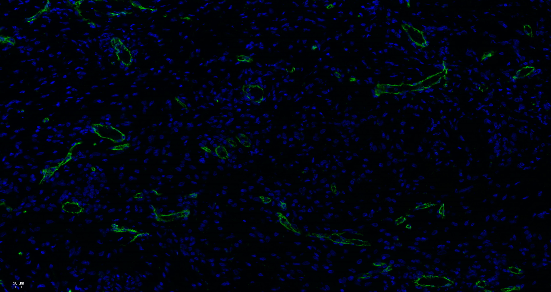 CD31 Antibody  