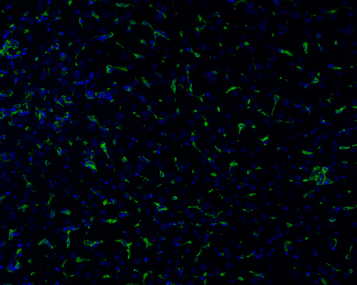 CD68 Antibody