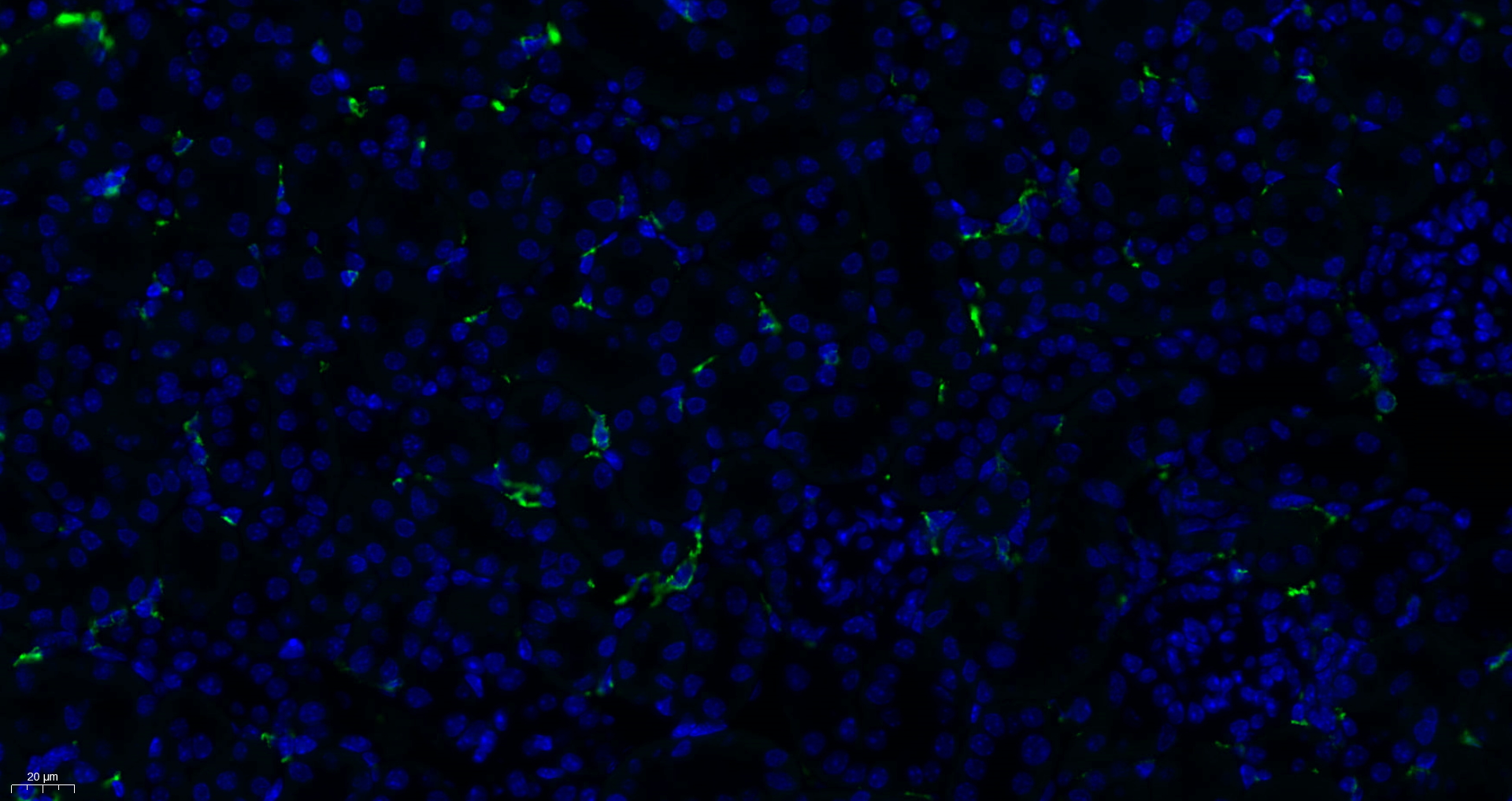 CD68 Antibody 