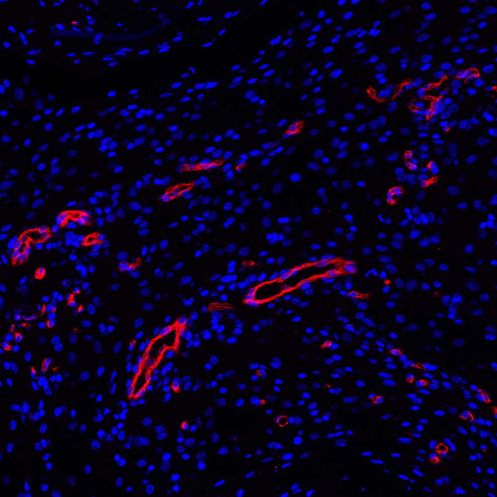 CD31 Antibody