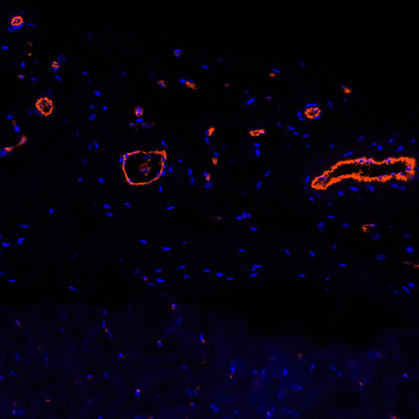 CD31 Antibody 