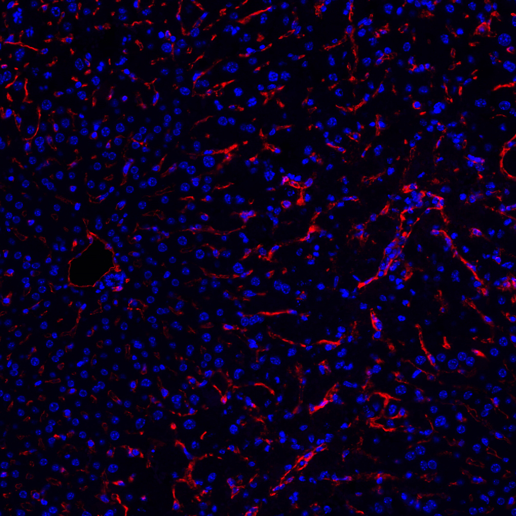 CD31 Antibody 
