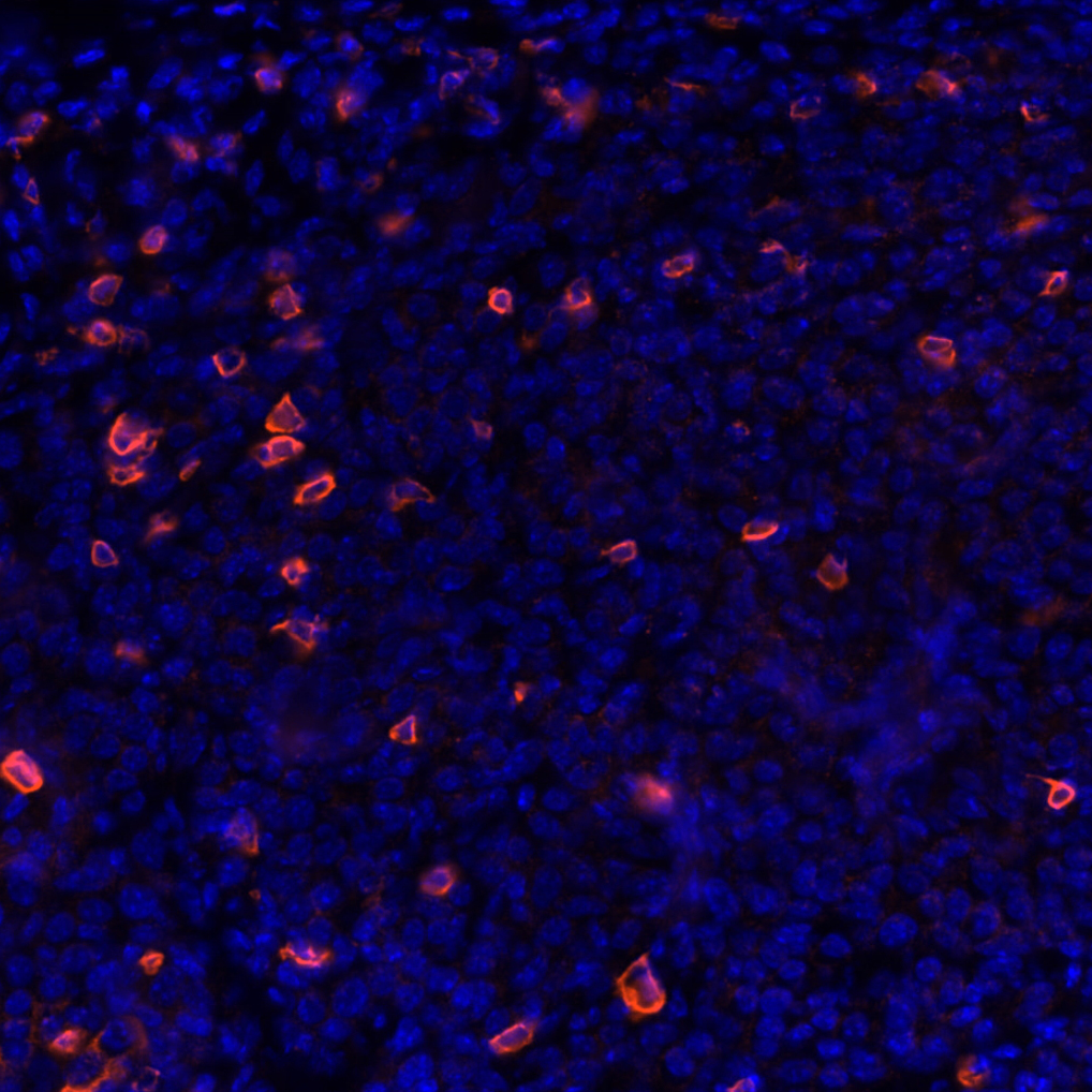 CD4 Antibody