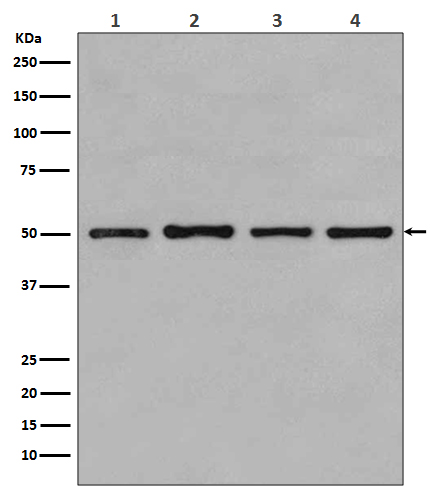 beta Tubulin Antibody 