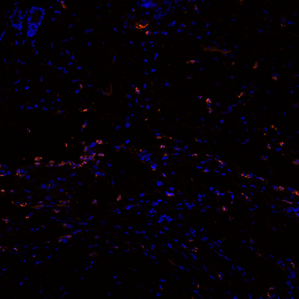 Mannose Receptor Antibody