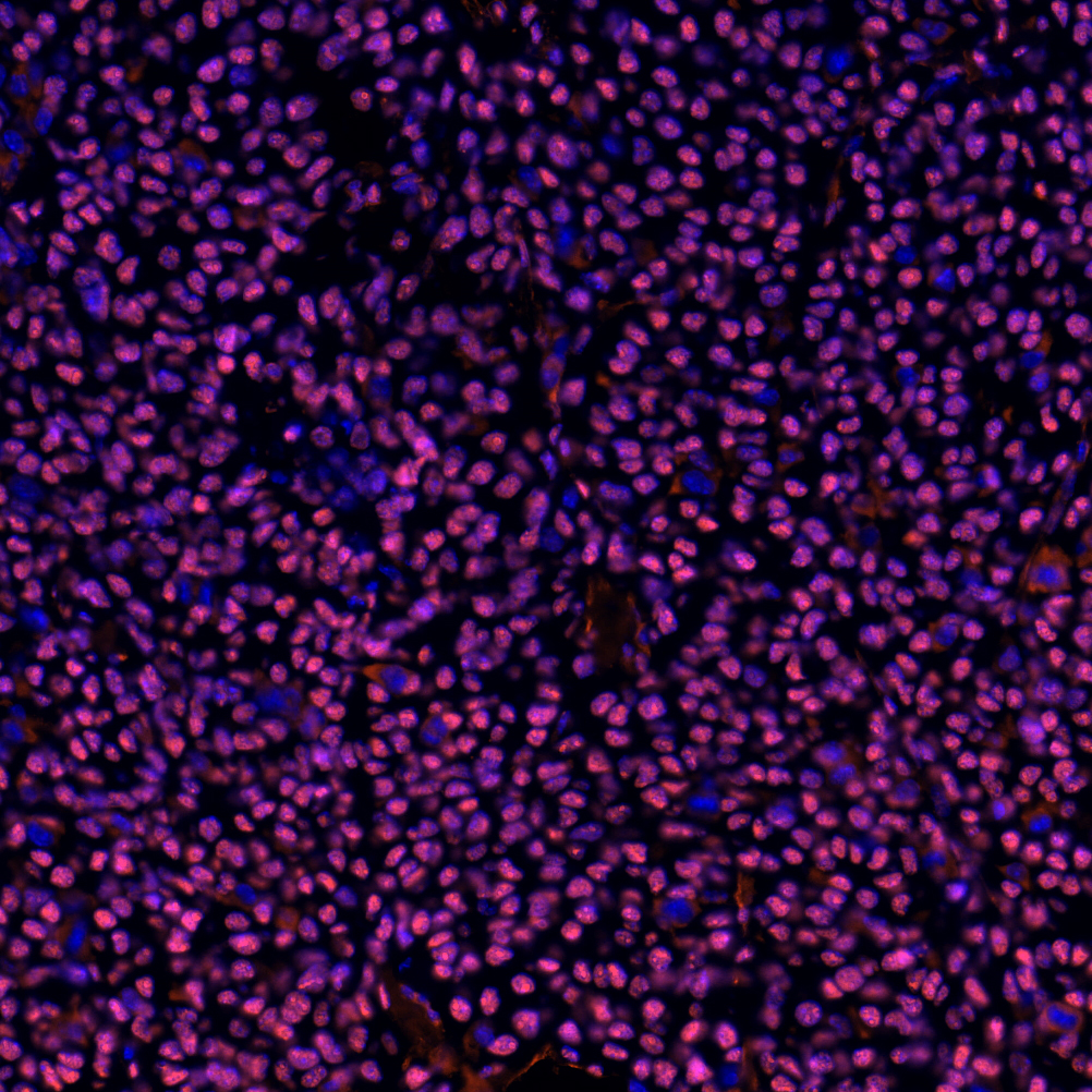 HMGB1 Antibody 