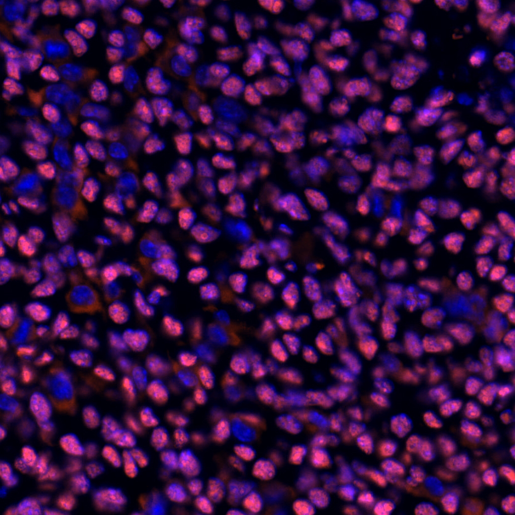HMGB1 Antibody 