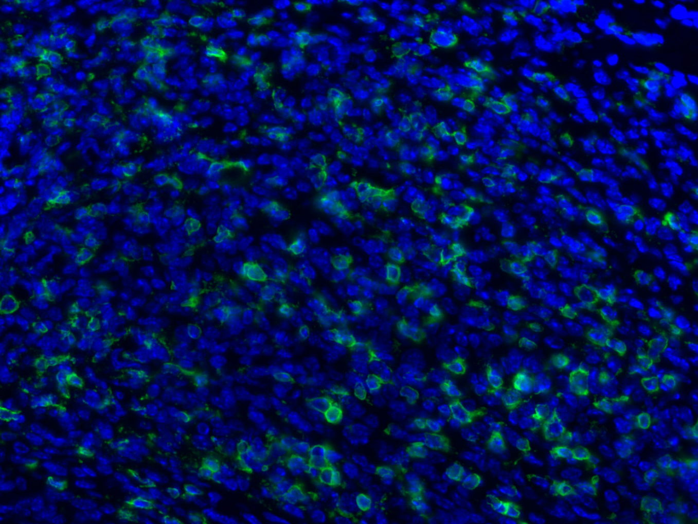 CD8 alpha Antibody 